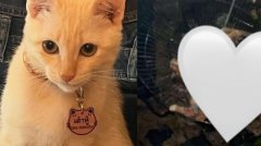 泰国清洁工烧烤死猫 宠物主人要回猫尸却遭索“领尸费”